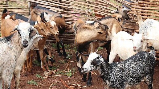 Erfolgreiche Ziegenhaltung in Assosa, Äthiopien.