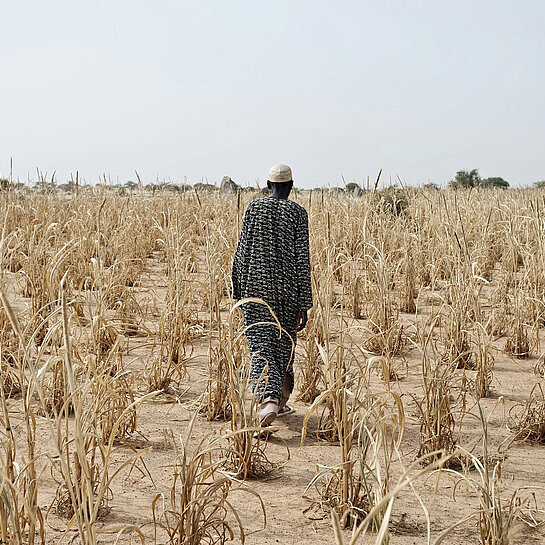 Wie hier in Niger sind durch den Klimawandel Felder und Ernten verdorrt