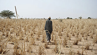 Wie hier in Niger sind durch den Klimawandel Felder und Ernten verdorrt