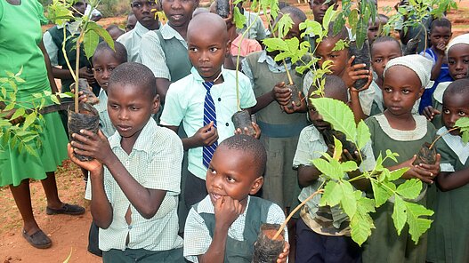 Baumschulen für den Klimaschutz in Sambia