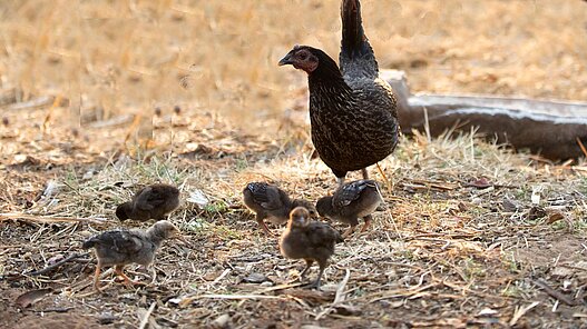 Die neugeborenen Tiere werden innerhalb der Gemeinden an andere Familien weitergegeben. Das Bild zeigt Hühner in einem ähnlichen Plan Projekt in Zambia.