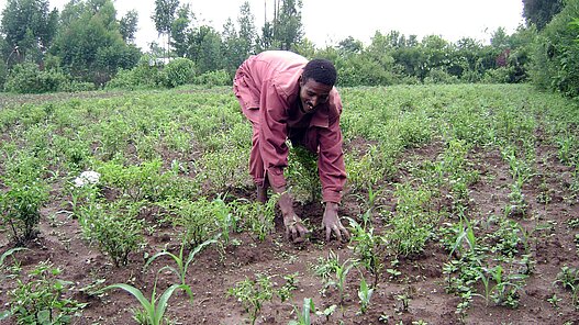 Ein Mann bei der Feldarbeit. Das Bild stammt aus einem ähnlichen Plan-Projekt in Äthiopien. © Plan /Tamiru Legesse