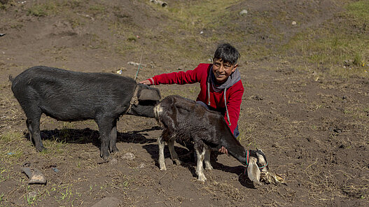 Ziegen für Bolivien