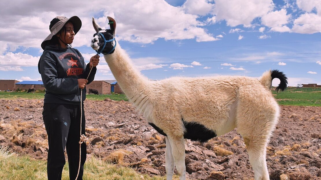 Ein Teenager hält ein Lama am Halfter
