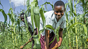 Mädchen jätet ein Maisfeld im Schulgarten einer Grundschule in Norduganda. Das Gartenprojekt fördert gesunde Ernährung und praktische Bildung für Kinder.