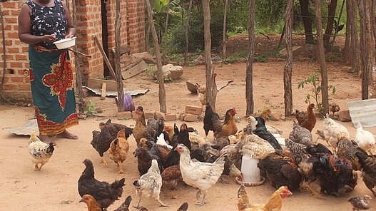Hühner für eine Hühnerzucht in Sambia