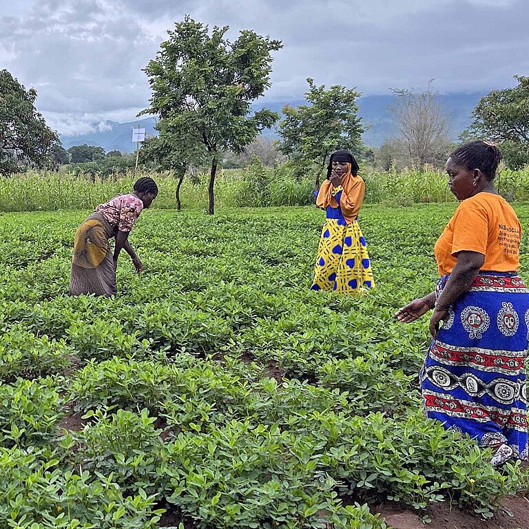 Frauen auf einem Feld für klimaangepassten Anbau