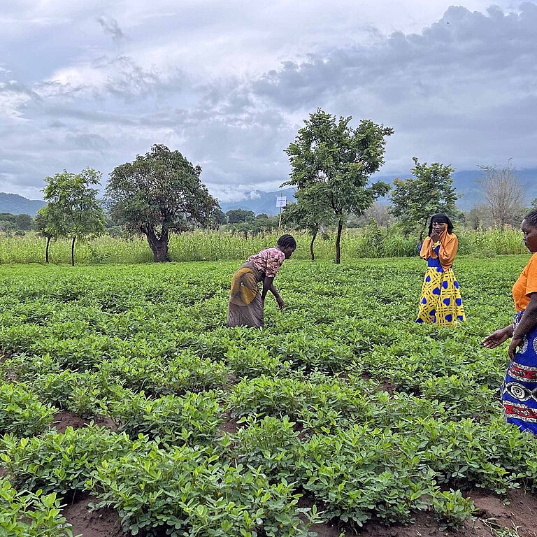 Frauen auf einem Feld für klimaangepassten Anbau