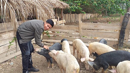 Schweine für eine Schweinezucht in Bolivien