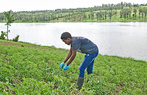 Eine junge Frau arbeitet im Gemüsefeld