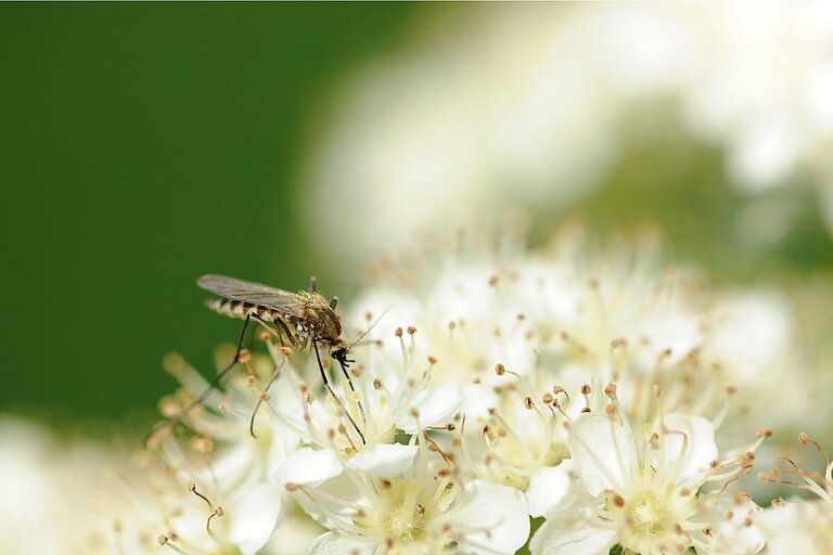Eine Stechmücke sitzt auf einer Blüte