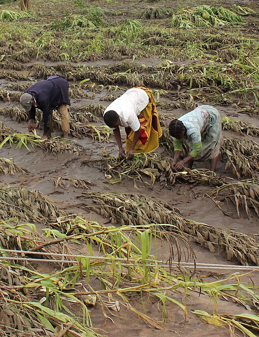 Drei Personen suchen in einem überschwemmten Feld nach Überresten der weggeschwemmten Ernte