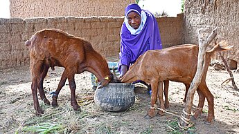 Zwei Ziegen fressen aus einem tiefen Kessel. Dahinter kniet eine junge Frau im Hijab.
