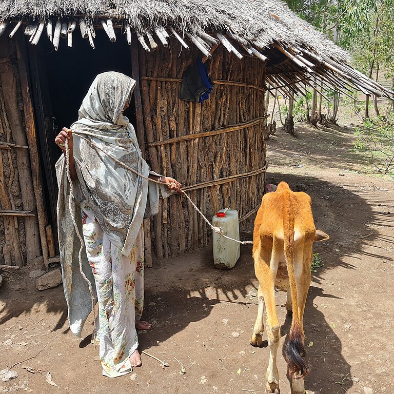 Eine Frau hat ein abgemagertes Kalb an der Leine