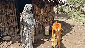 Eine Frau hat ein abgemagertes Kalb an der Leine