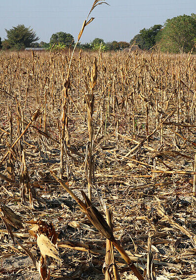 Ein Feld, dessen Ernte verdorrt ist 