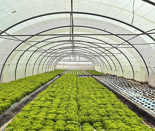 In den Gewächshäusern von Hypo Farm wachsen Kräuter und Gemüse mit Hilfe moderner Anbaumethoden