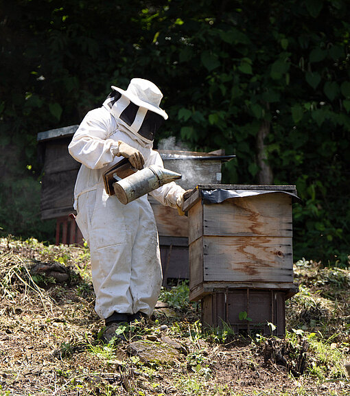 Eine Imkerin steht an einem Bienenstock und führt mit einer Kanne Rauch hinein