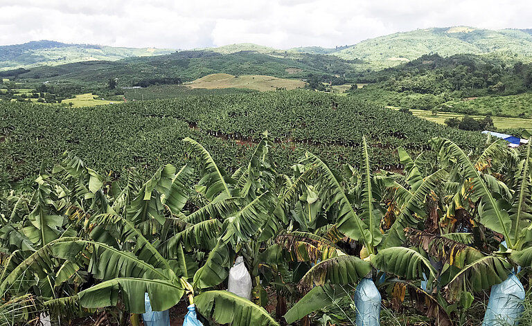 Das Bild zeigt ein riesiges Feld voller Bananenpflanzen.