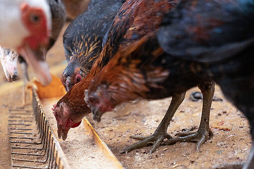 Hühner picken Futter aus einer Schale