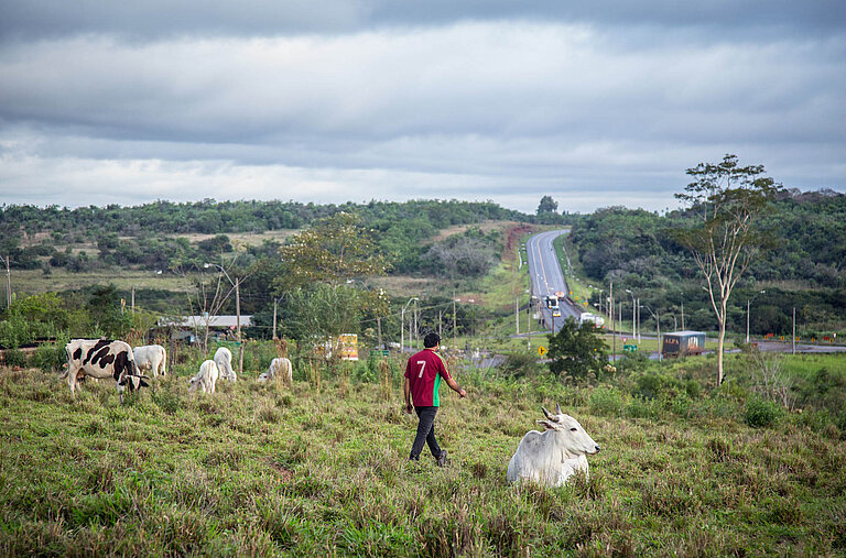Ein Feld mit Rindern im ländlichen Paraguay