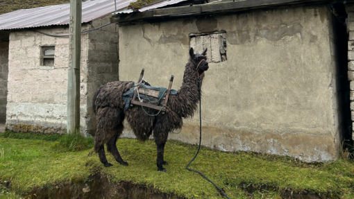 Ein gesatteltes Lama steht vor einem Haus.