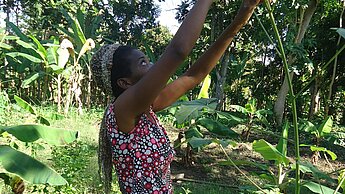 Rachel bei der Ernte in ihrem Garten. Sie pflanzt dort Tomaten, Paprika, Spinat und Bananen. © Plan