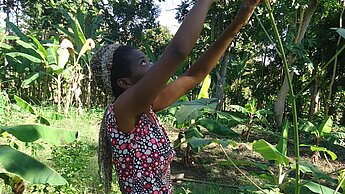 Rachel bei der Ernte in ihrem Garten. Sie pflanzt dort Tomaten, Paprika, Spinat und Bananen. © Plan Rachel bei der Ernte in ihrem Garten. Sie pflanzt dort Tomaten, Paprika, Spinat und Bananen. © Plan