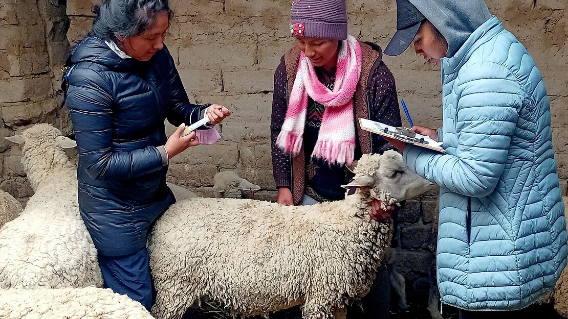 Drei Jugendliche sind in einem Schafstall und untersuchen ein Schaf