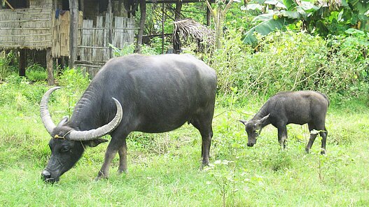 Eine Büffelkuh und ihr Kalb grasen auf einer Wiese