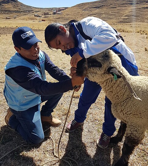 Zwei Projektteilnehmende verabreichen einem Schaf eine Wurmkur