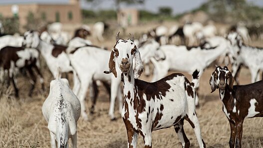 In Benin bildet die eigene Landwirtschaft für viele Menschen die Ernährungsgrundlage. Dieses Bild stammt aus einem ähnlichen Plan Projekt im Niger.