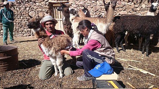 Die Zucht von Lamas, Ziegen und Schafen bietet in den ländlichen Regionen Boliviens gute Einkommensmöglichkeiten
