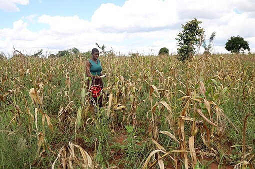 Chrissy steht in ihrem trockenen Maisfeld