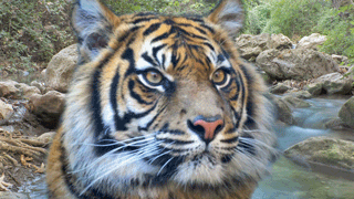 Bewegt Bild 3-D-Lineal und Lesezeichen