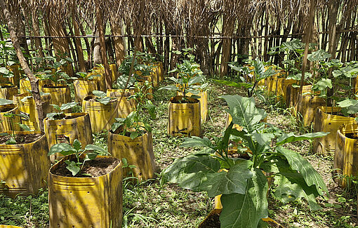 Ein Gemeinschaftsgarten in Guinea, in dem Kräuter und Gemüse angebaut sind