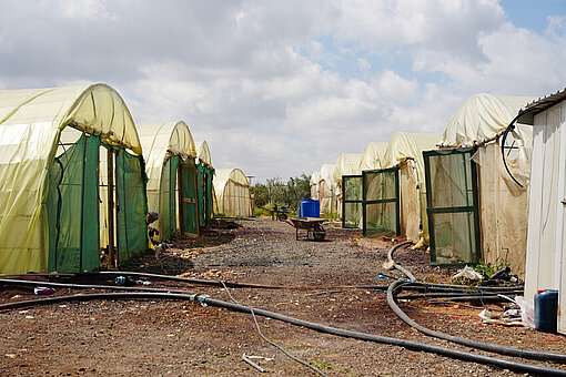 Mehrere Folientunnel stehen auf dem Gelände von Hypo Farm in Jordanien