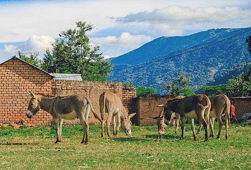 Auf einer Wiese zwischen Ziegelhäusern grasen Esel