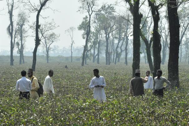 Teeplantage bei Jaflang - Foto M.Tornow